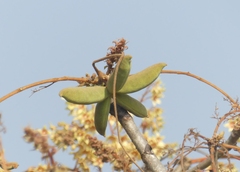 Sterculia villosa