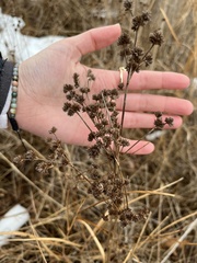 Juncus canadensis