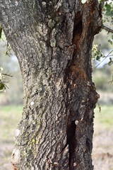 Quercus × avellaniformis