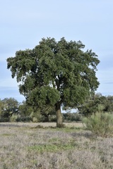 Quercus × avellaniformis