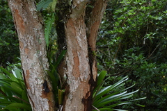 Paubrasilia echinata