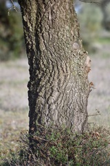 Quercus × avellaniformis
