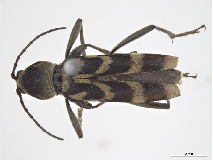 Chlorophorus diadema