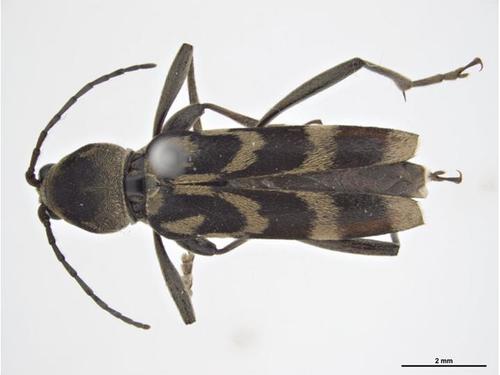 Chlorophorus diadema