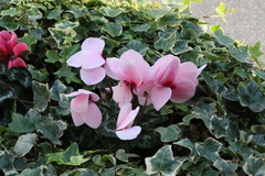 Magnoliopsida