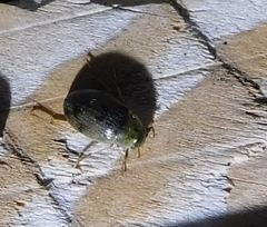 Berosus