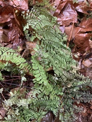 Adiantum aleuticum aleuticum