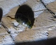 Berosus