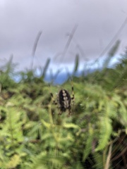 Neoscona theisi