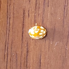 Neocalvia cayennensis