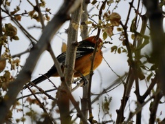 Icterus cucullatus