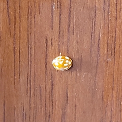 Neocalvia cayennensis