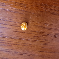 Neocalvia cayennensis