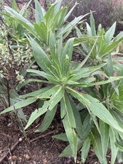 Echium candicans