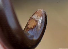 Afrotyphlops bibronii