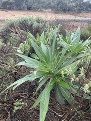 Echium candicans