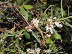 Cuscuta chinensis