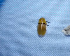 Monecphora cingulata