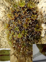 Syntrichia montana