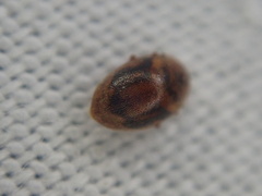 Rhyzobius chrysomeloides