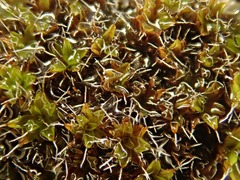 Syntrichia montana