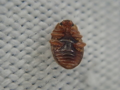 Rhyzobius chrysomeloides