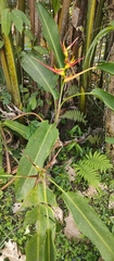 Heliconia