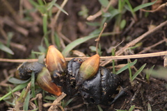 Dichromanthus aurantiacus