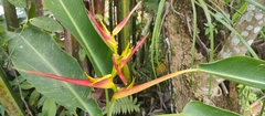 Heliconia