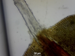 Syntrichia montana