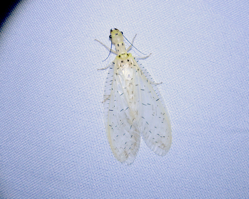 Chloronia corripiens photo 3