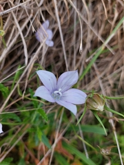 Wahlenbergia undulata