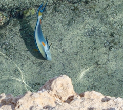Acanthurus sohal