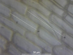 Syntrichia montana