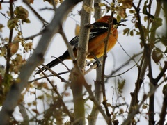 Icterus cucullatus