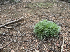 Chaenactis artemisiifolia