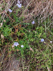 Wahlenbergia undulata