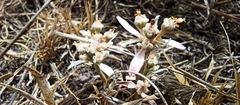 Euphorbia radians