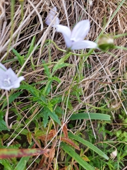 Wahlenbergia undulata