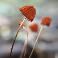 Marasmius siccus