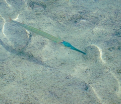 Tylosurus crocodilus