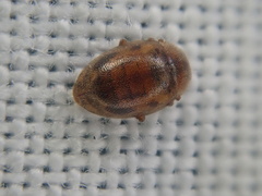 Rhyzobius chrysomeloides