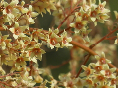 Sterculia villosa