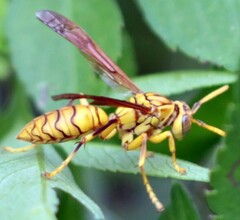 Polistes olivaceus