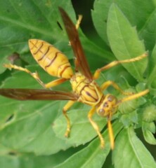 Polistes olivaceus