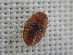 Rhyzobius chrysomeloides