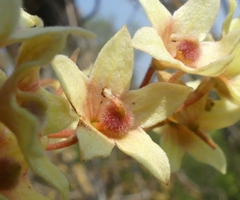Sterculia villosa