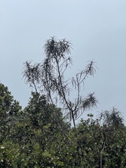 Eriodictyon altissimum