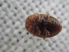 Rhyzobius chrysomeloides