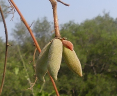 Sterculia villosa